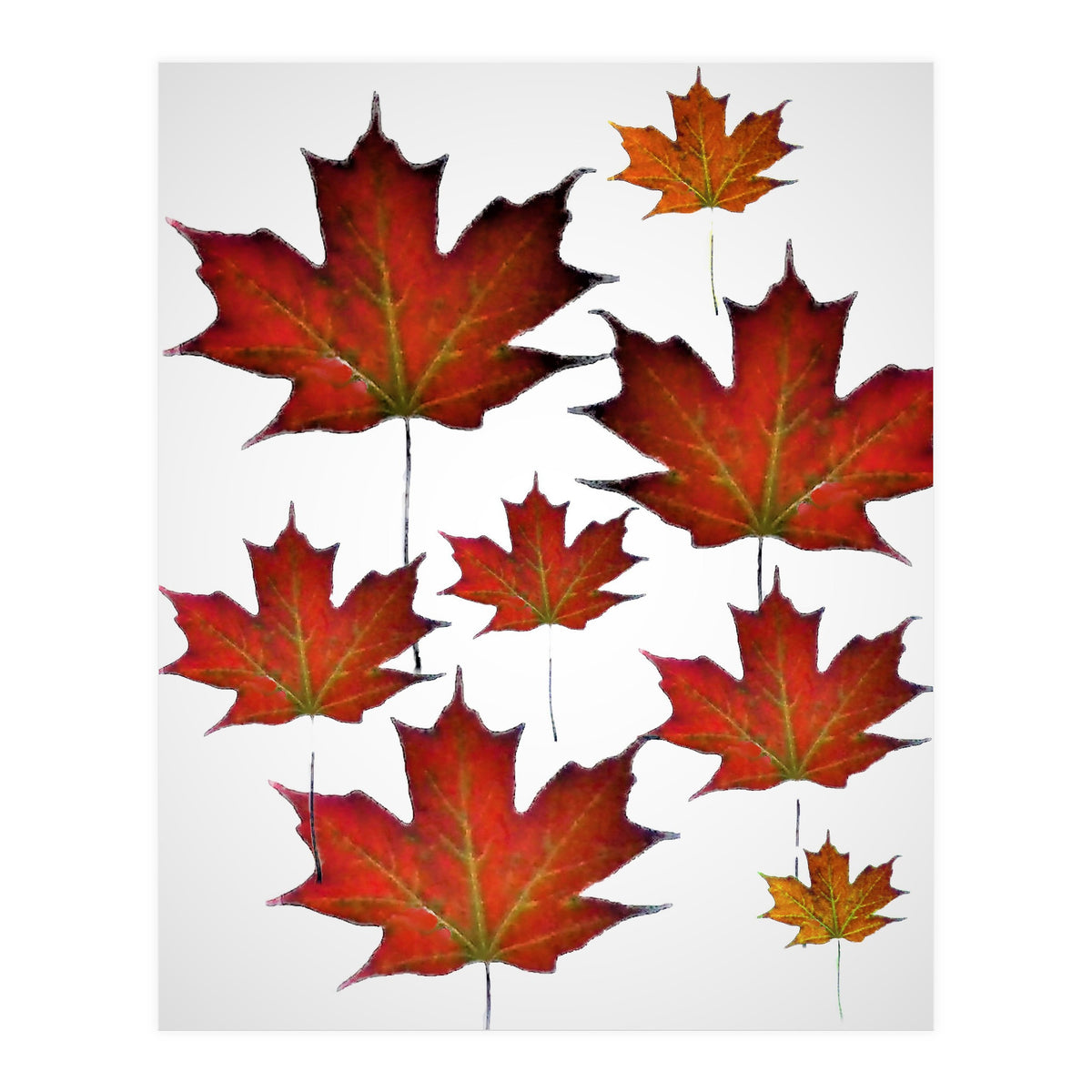 Autumn  leaves (Print Only)