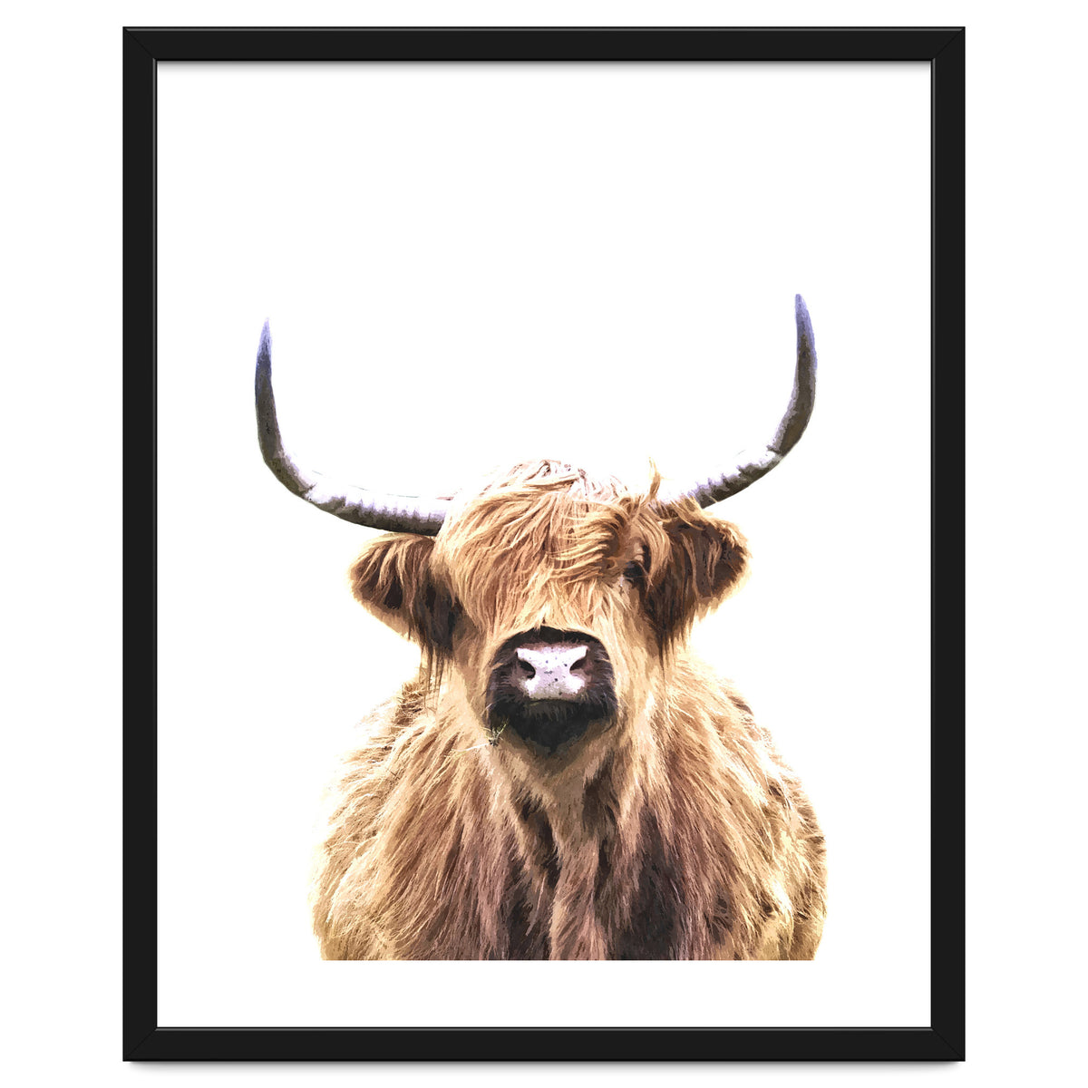 Highland Cow Portrait