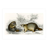 Raccoon illustrated (Print Only) thumbnail