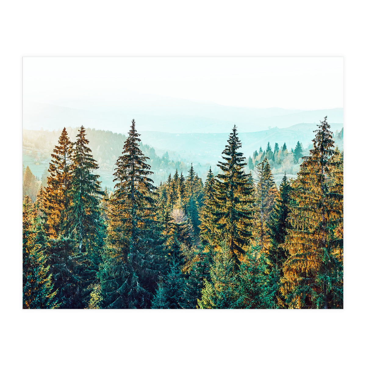 Pine Beauty (Print Only)