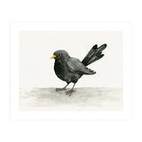 Blackbird ink drawing (Print Only) thumbnail