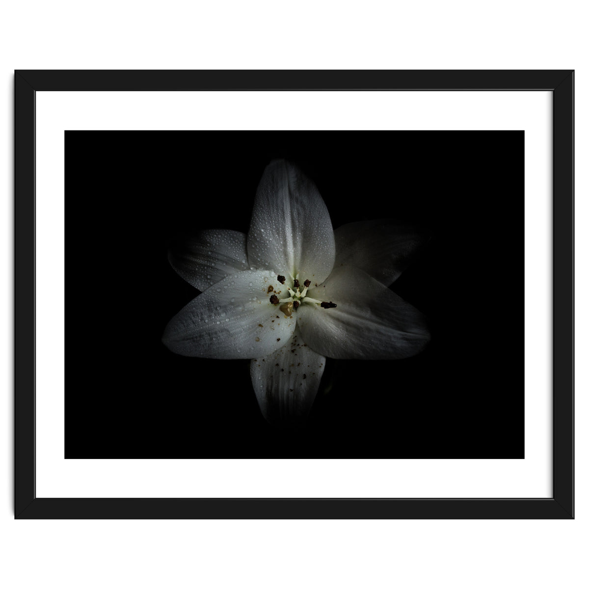 Backyard Flowers No 28 Color Version