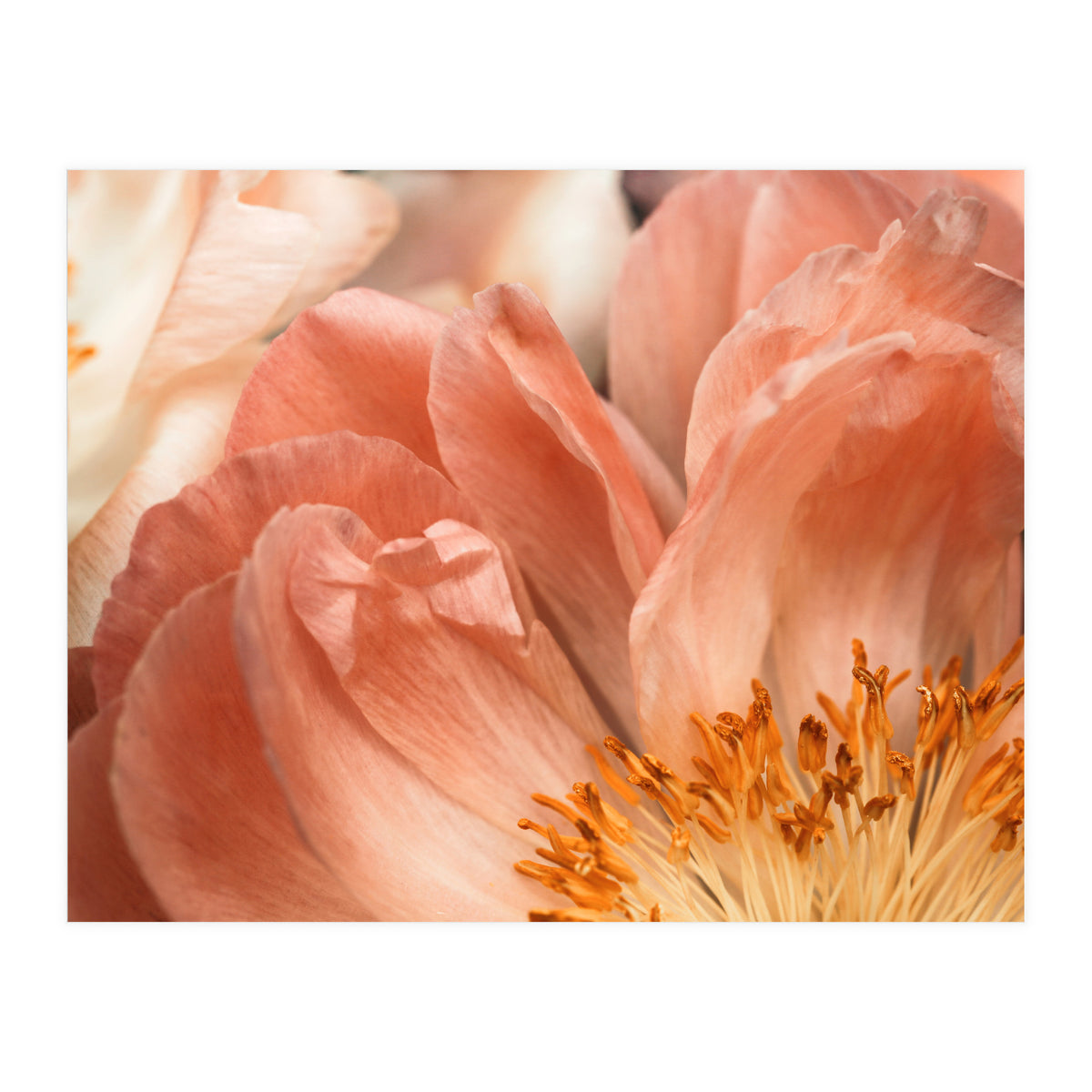 Coral Charm #1 (Print Only)