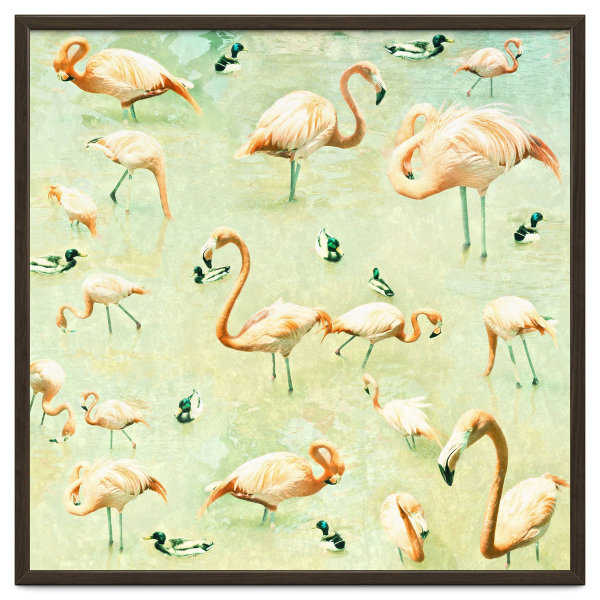 Flamingos