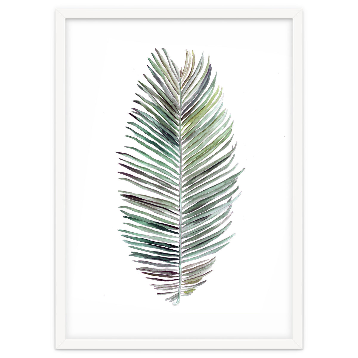 Botanical Illustration Cocos Palm