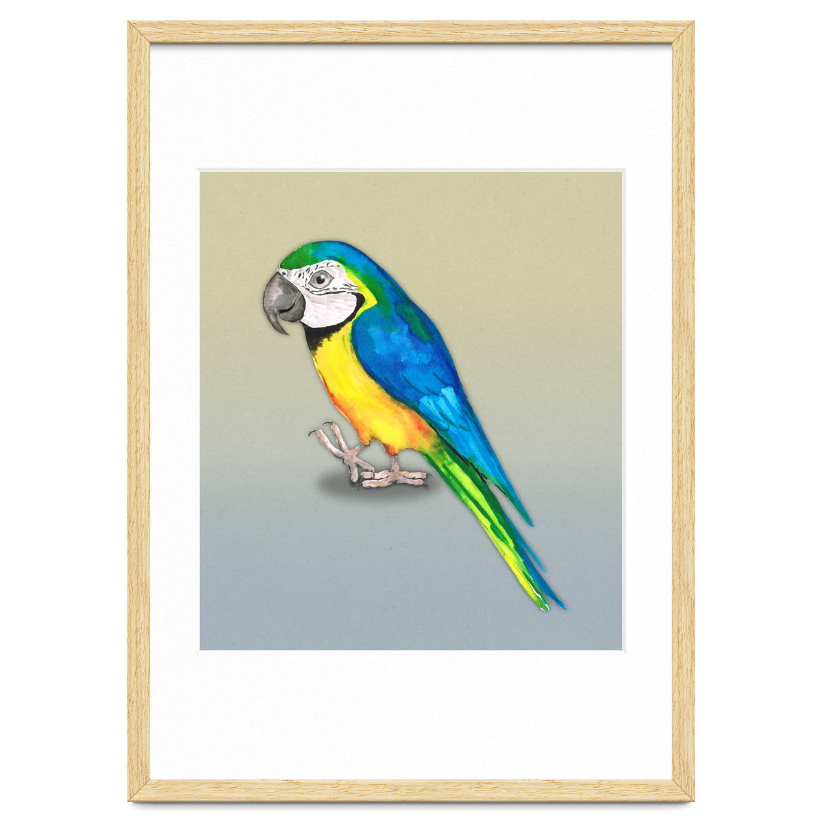 Blue and yellow macaw