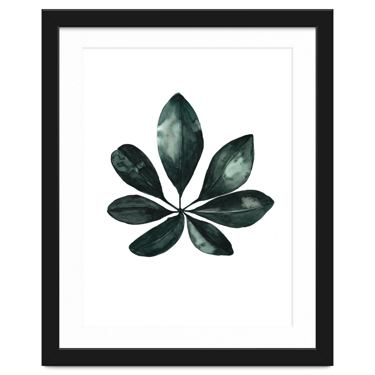 Botanical Illustration Arboricola Schefflera
