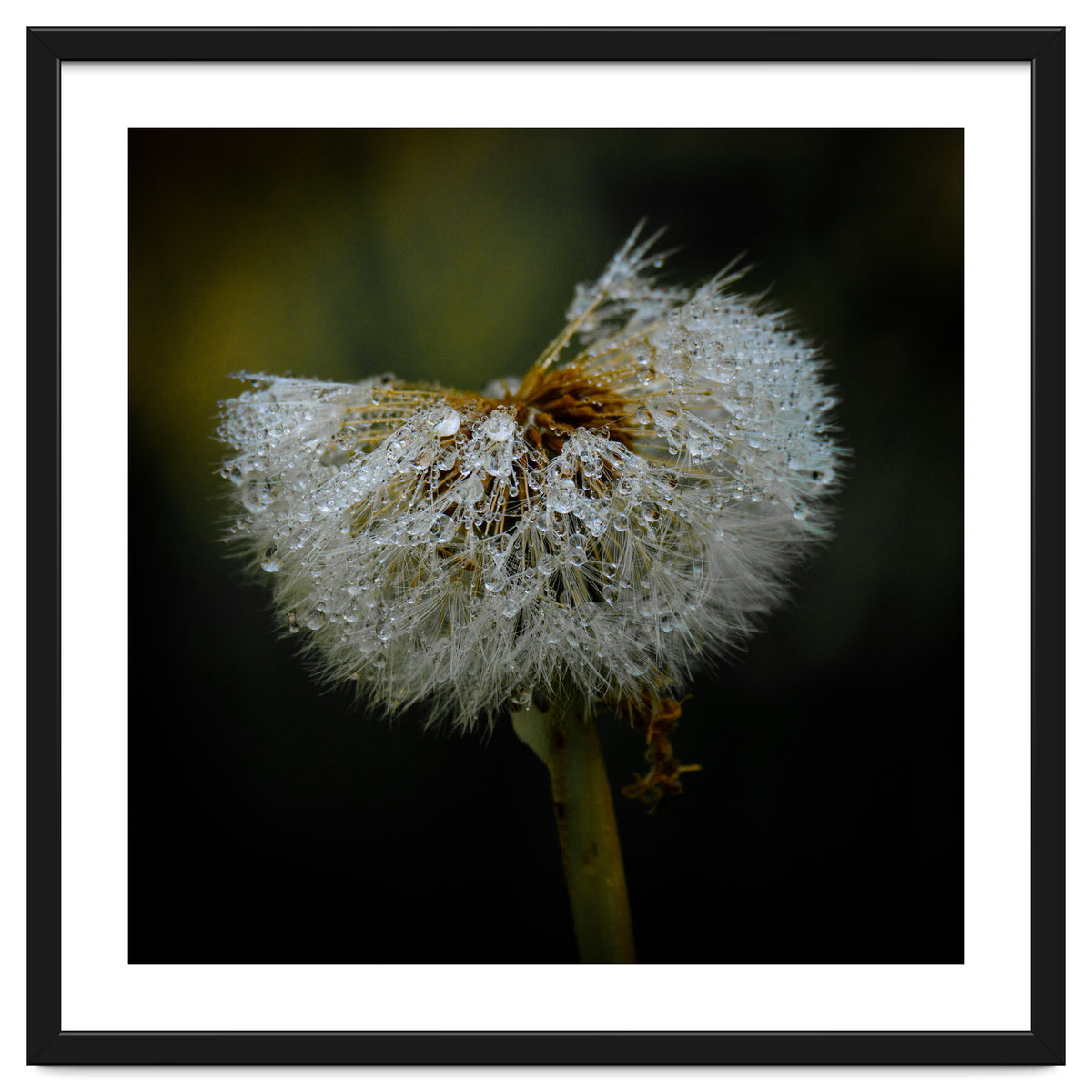 Dandelion with Raindrops