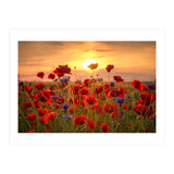 Poppies Sunset (Print Only) thumbnail