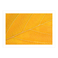 Autumn Leaf  (Print Only)