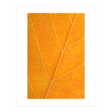Autumn Leaf (Print Only) thumbnail