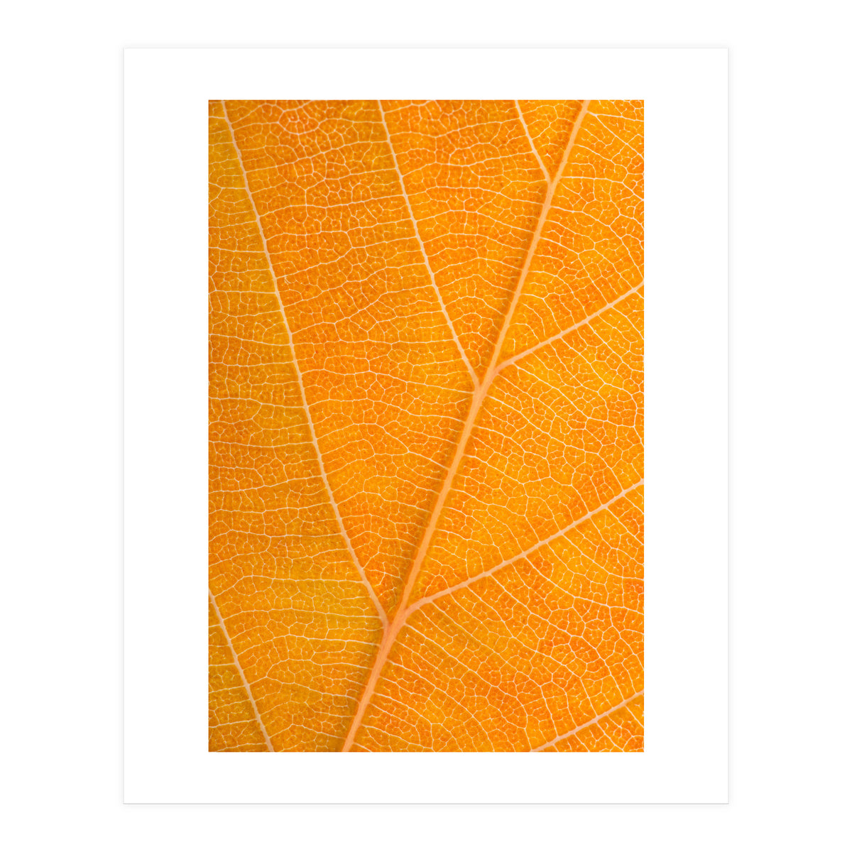 Autumn Leaf (Print Only)