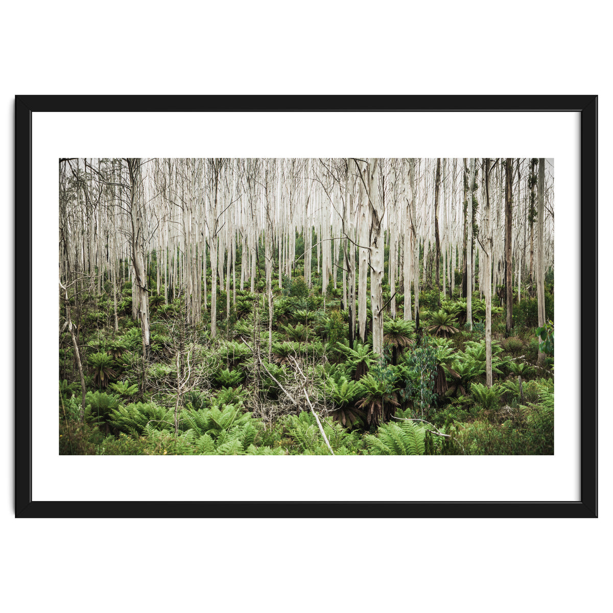 Forest After The Fire