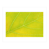 Autumn Leaf (Print Only) thumbnail