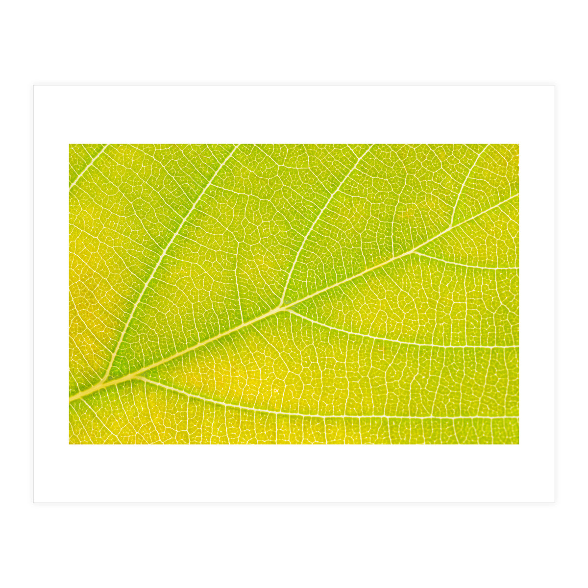 Autumn Leaf (Print Only)