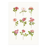 Cc Roses 07 (Print Only) thumbnail