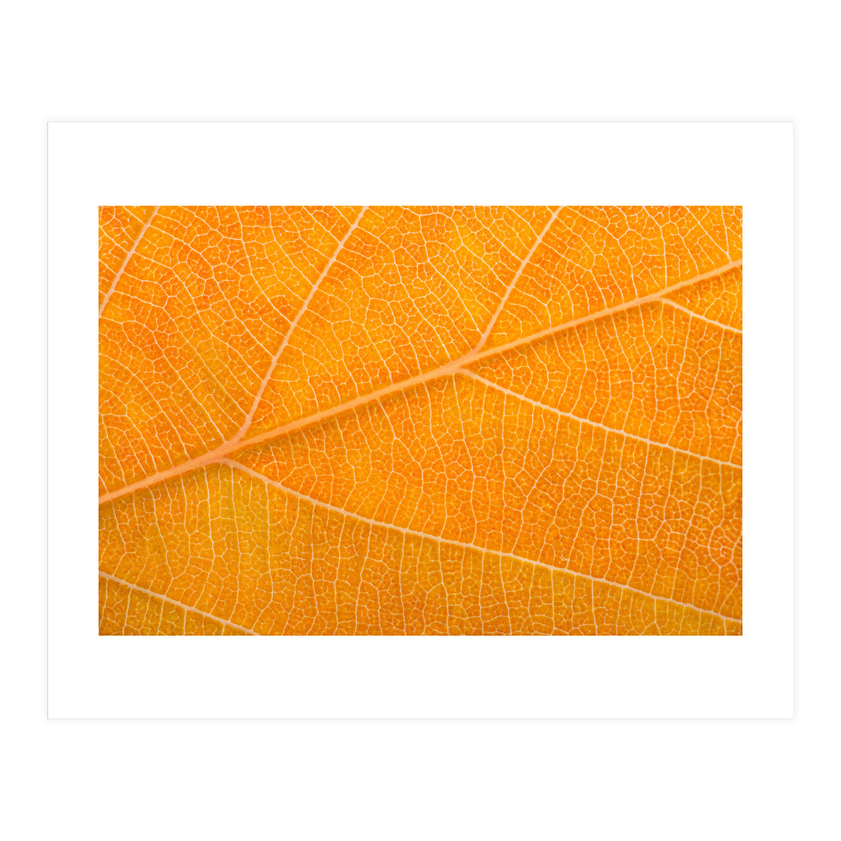 Autumn Leaf (Print Only)