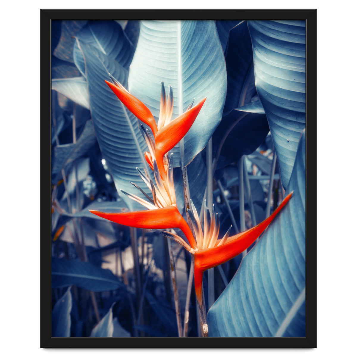 Parakeet Tropical Flower