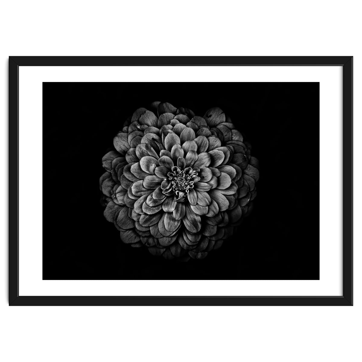 Backyard Flowers In Black And White 54