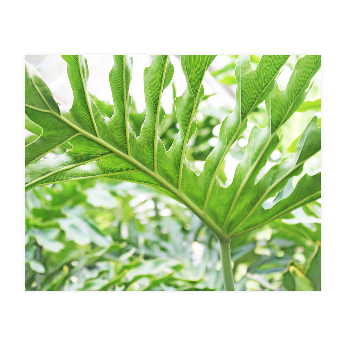 Green Leaf (Print Only)