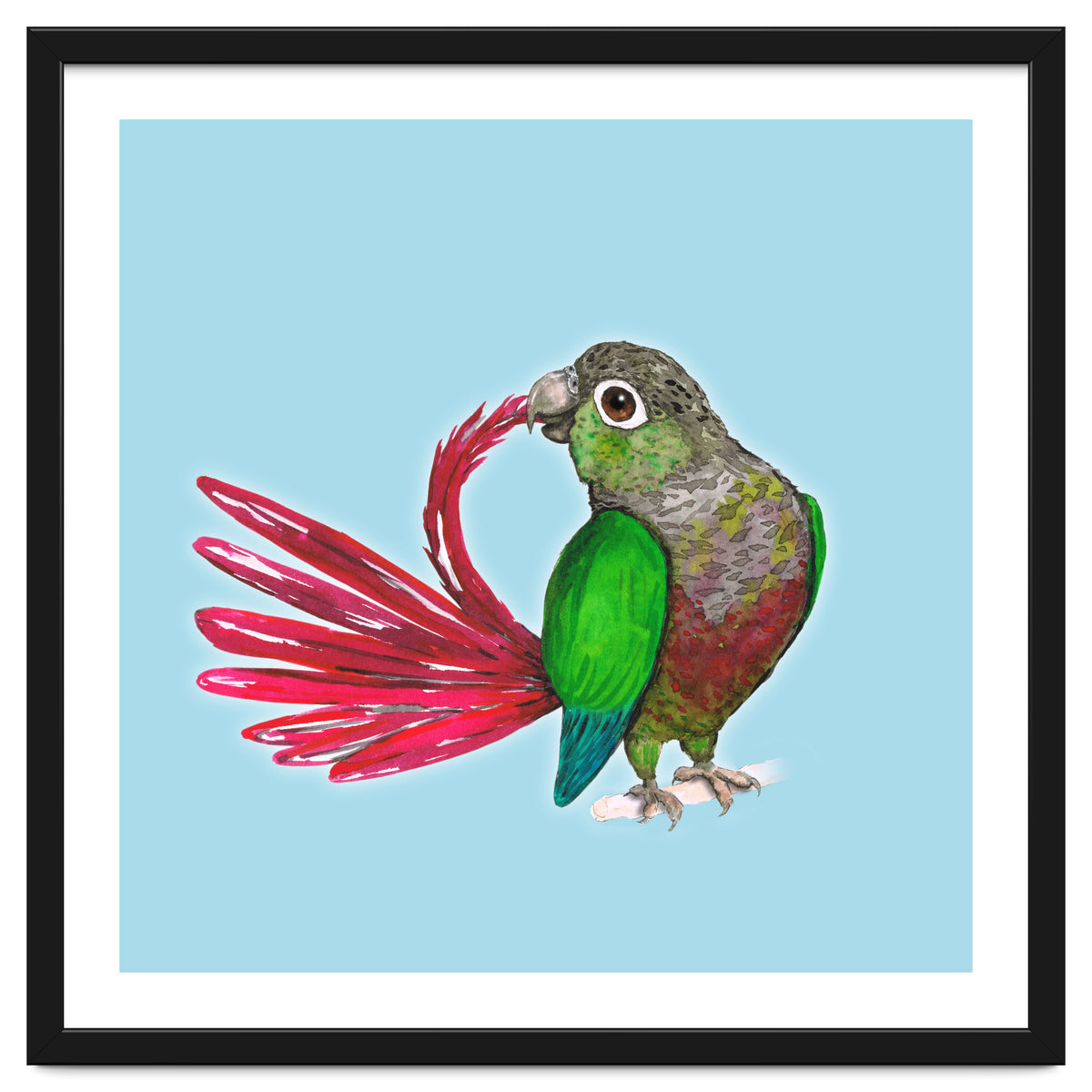 Preening green-cheeked conure