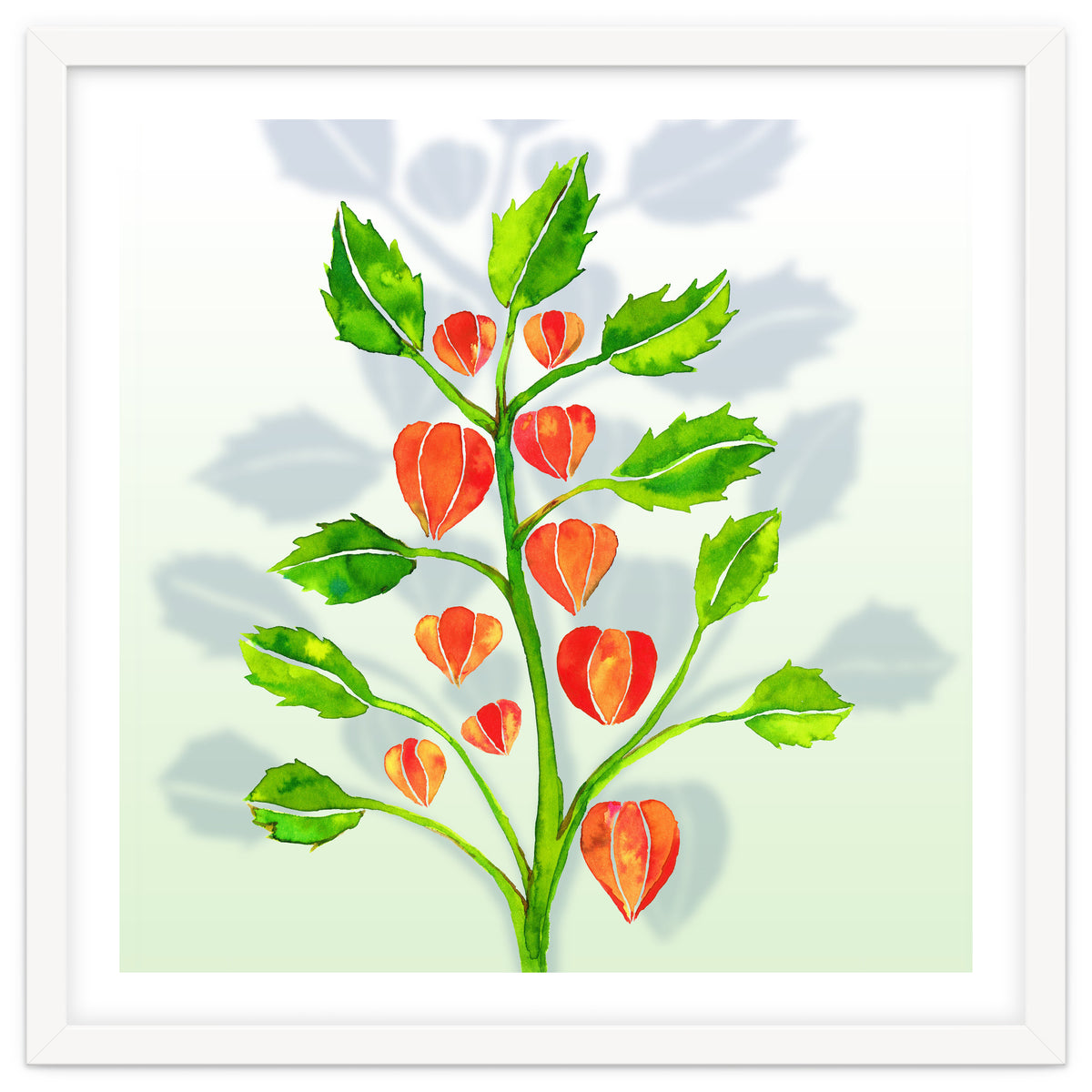Physalis