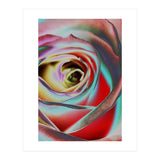 Rose (Print Only) thumbnail