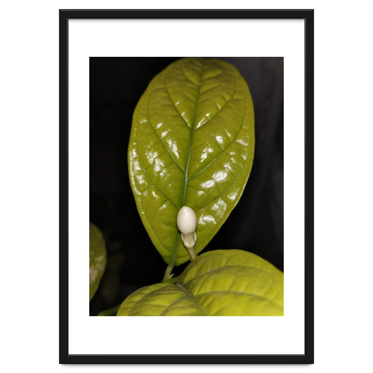 Jasmine Flower Fragrance