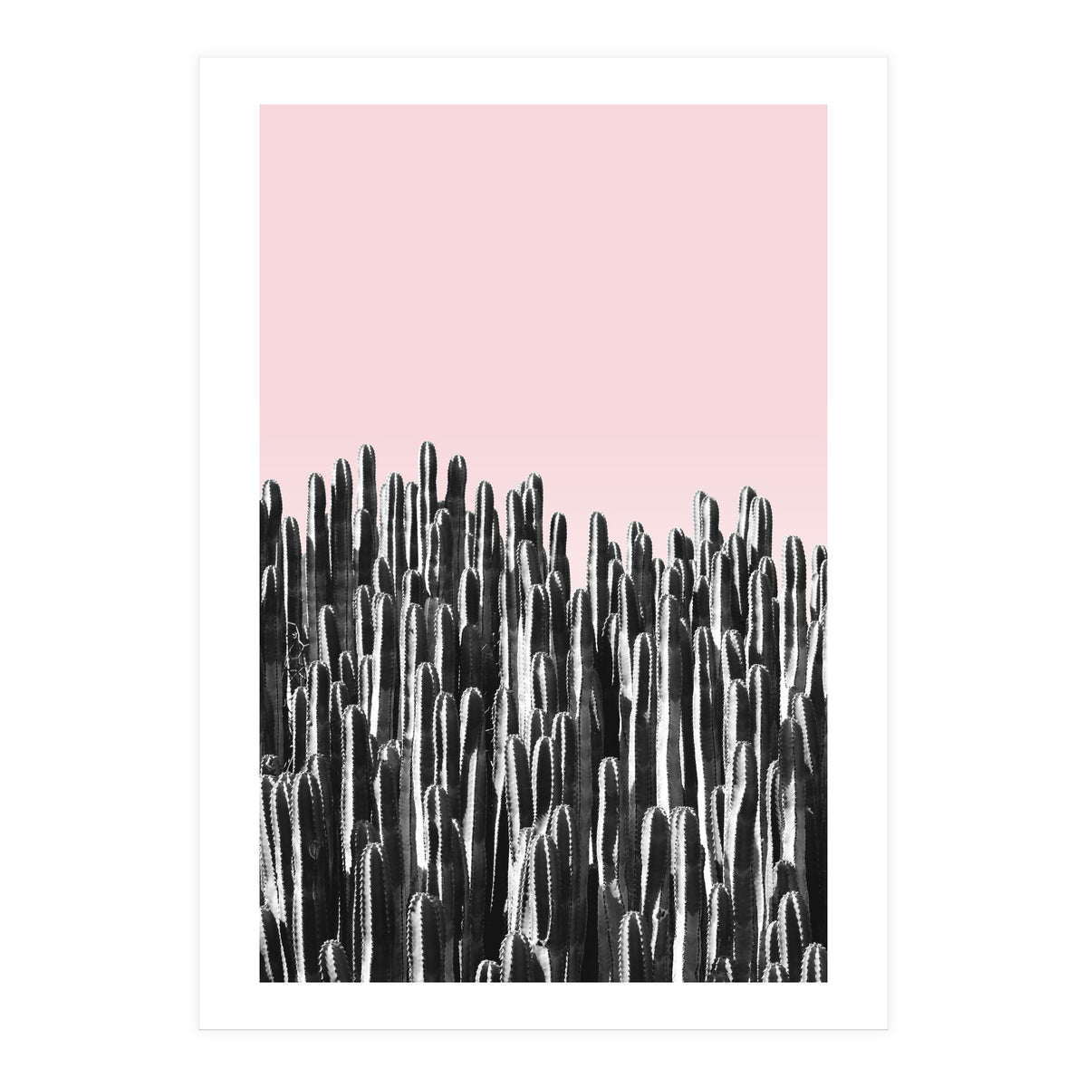 Cactus B&W & Sunset (Print Only)