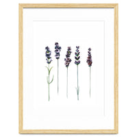Botanical Illustration Lavender