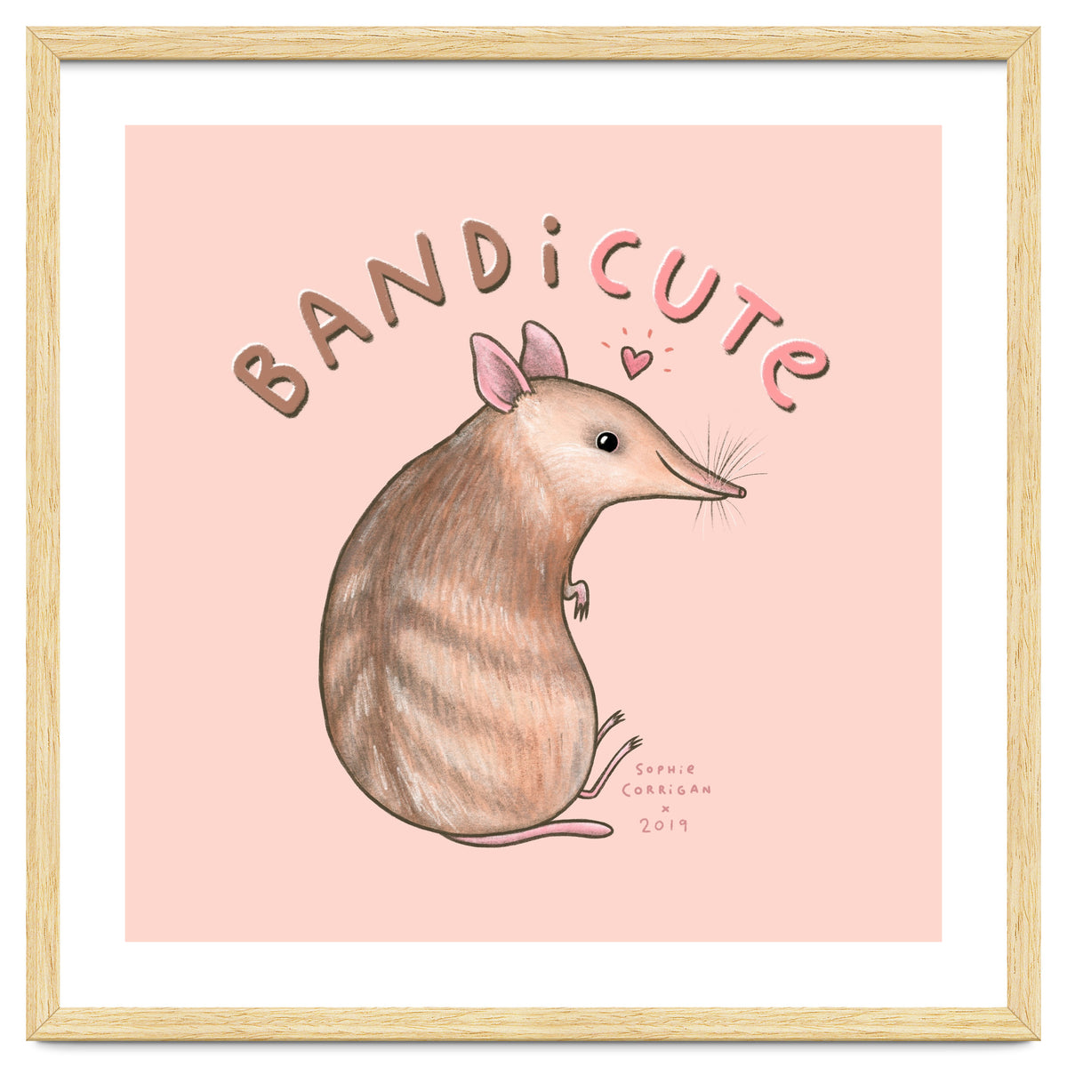 Bandicute