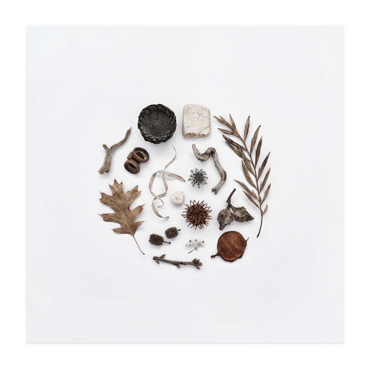 Treasures From Nature No. 2 - Square (Print Only)