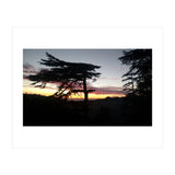 Sunset Tree (Print Only) thumbnail