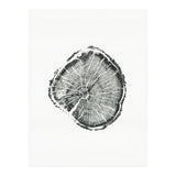 Tree Ring Print, Albion Basin, Utah, Pine Tree Print (Print Only) thumbnail