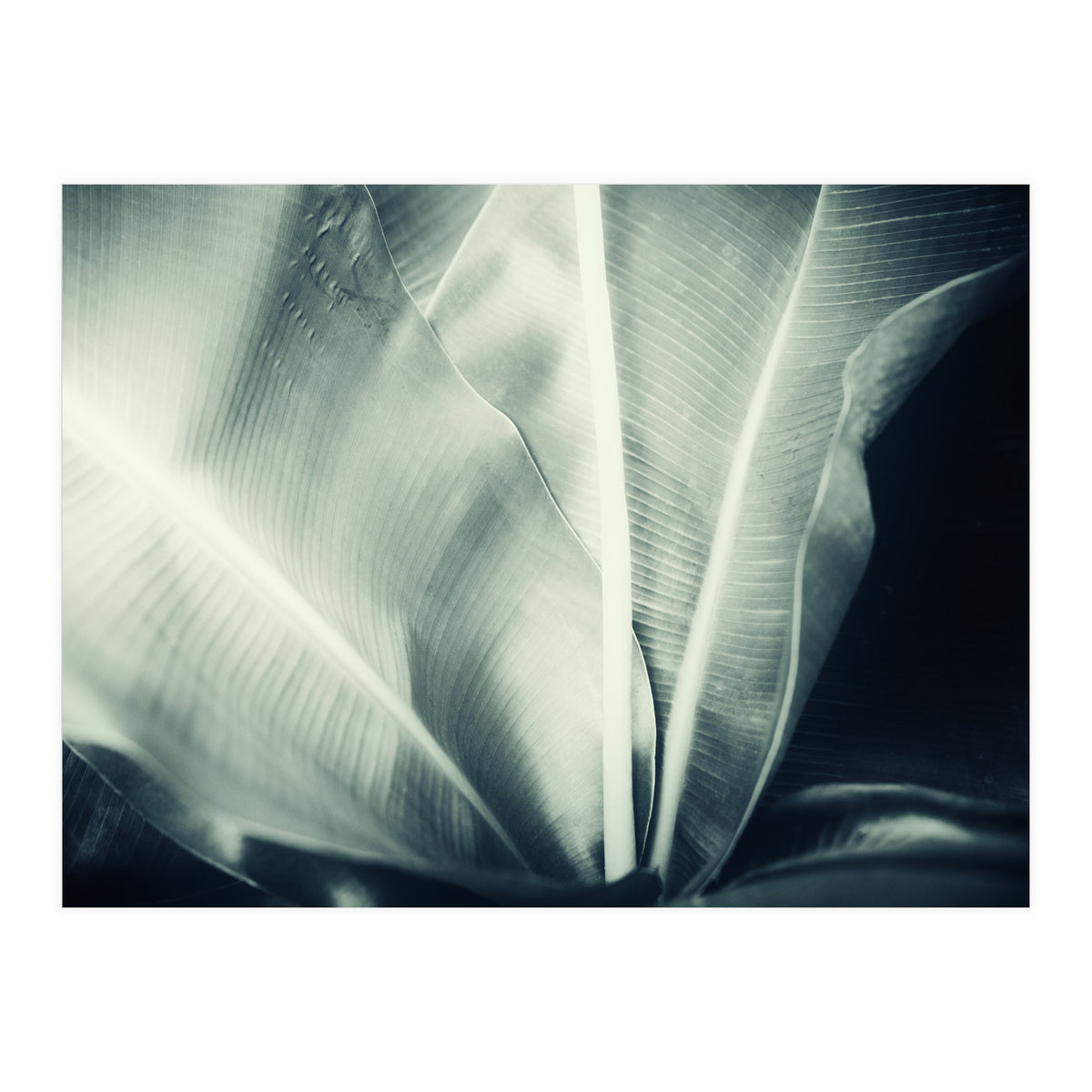 botanical 1 (Print Only)