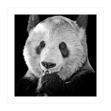 Great Panda (Print Only) thumbnail