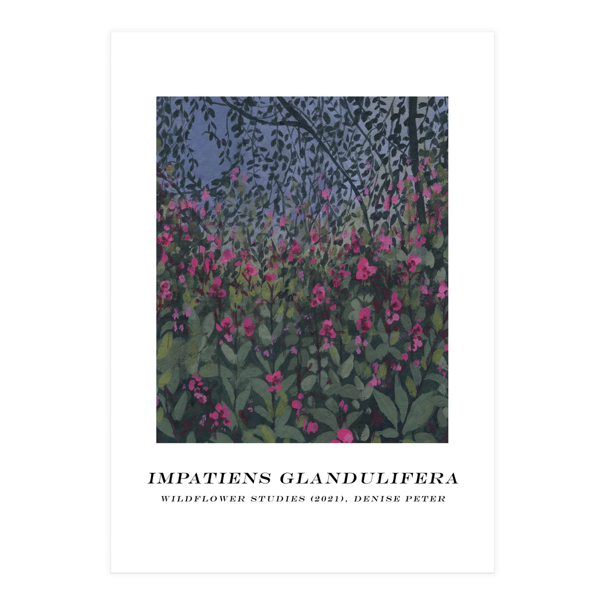 Impatiens Glandulifera (Print Only)