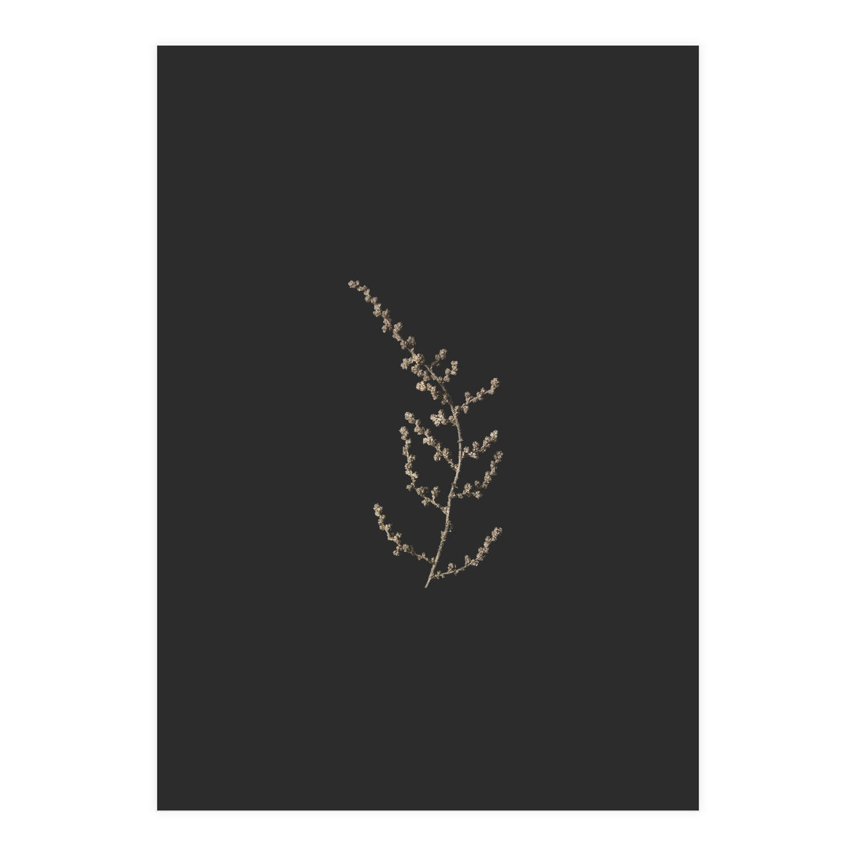 Delicate Golden Fynbos Botanicals on Black (Print Only)