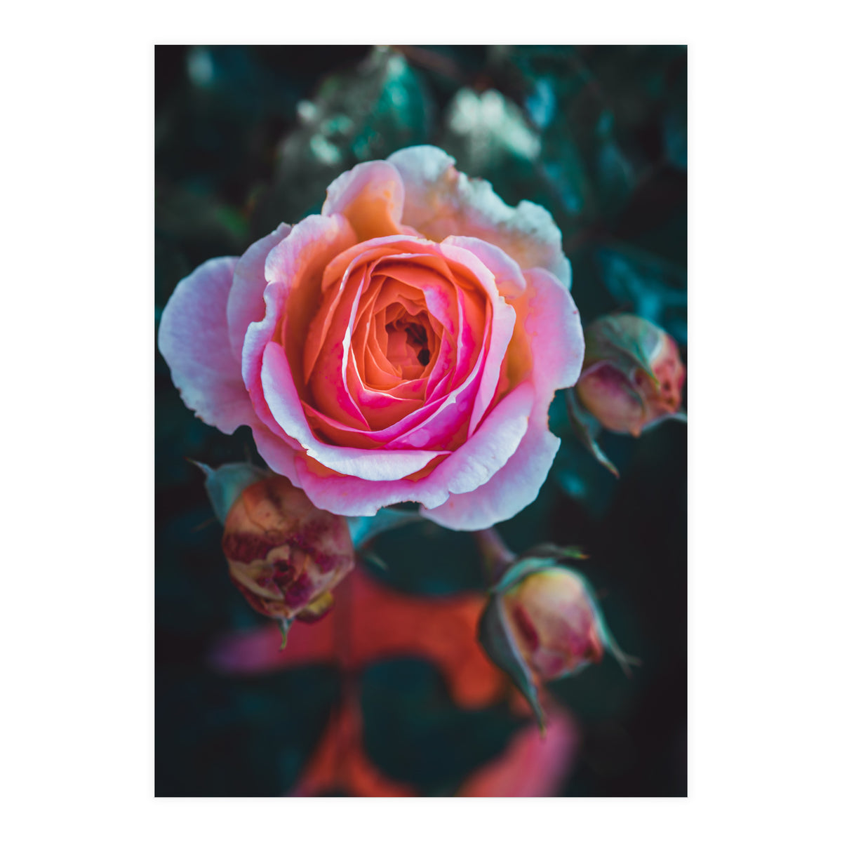delicate rose (Print Only)