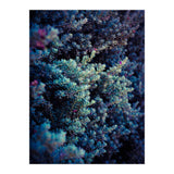 Spring (Print Only) thumbnail