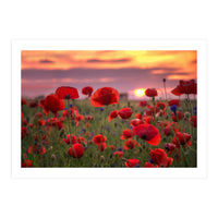 Poppies at Evening (Print Only)