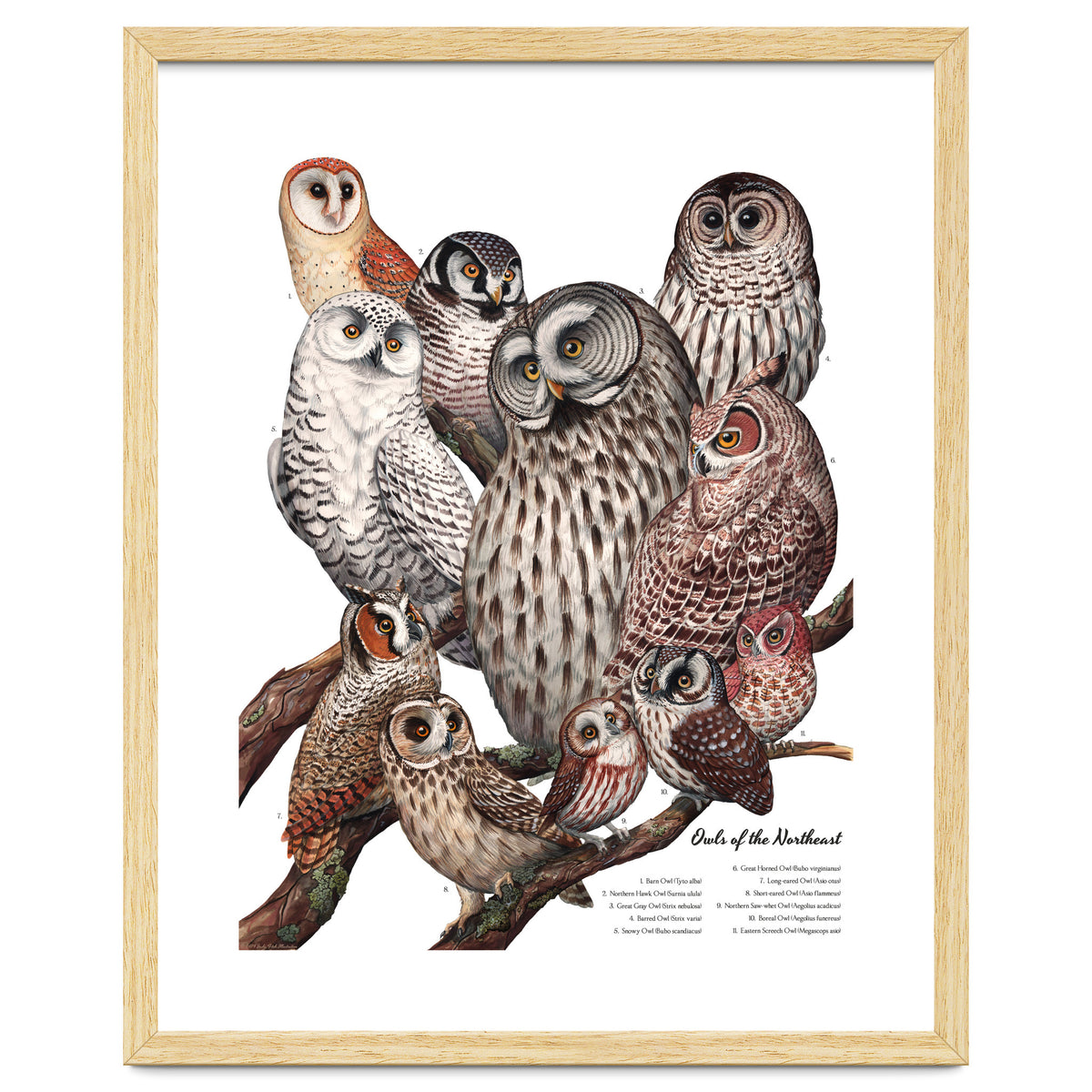Owls Of The Northeast