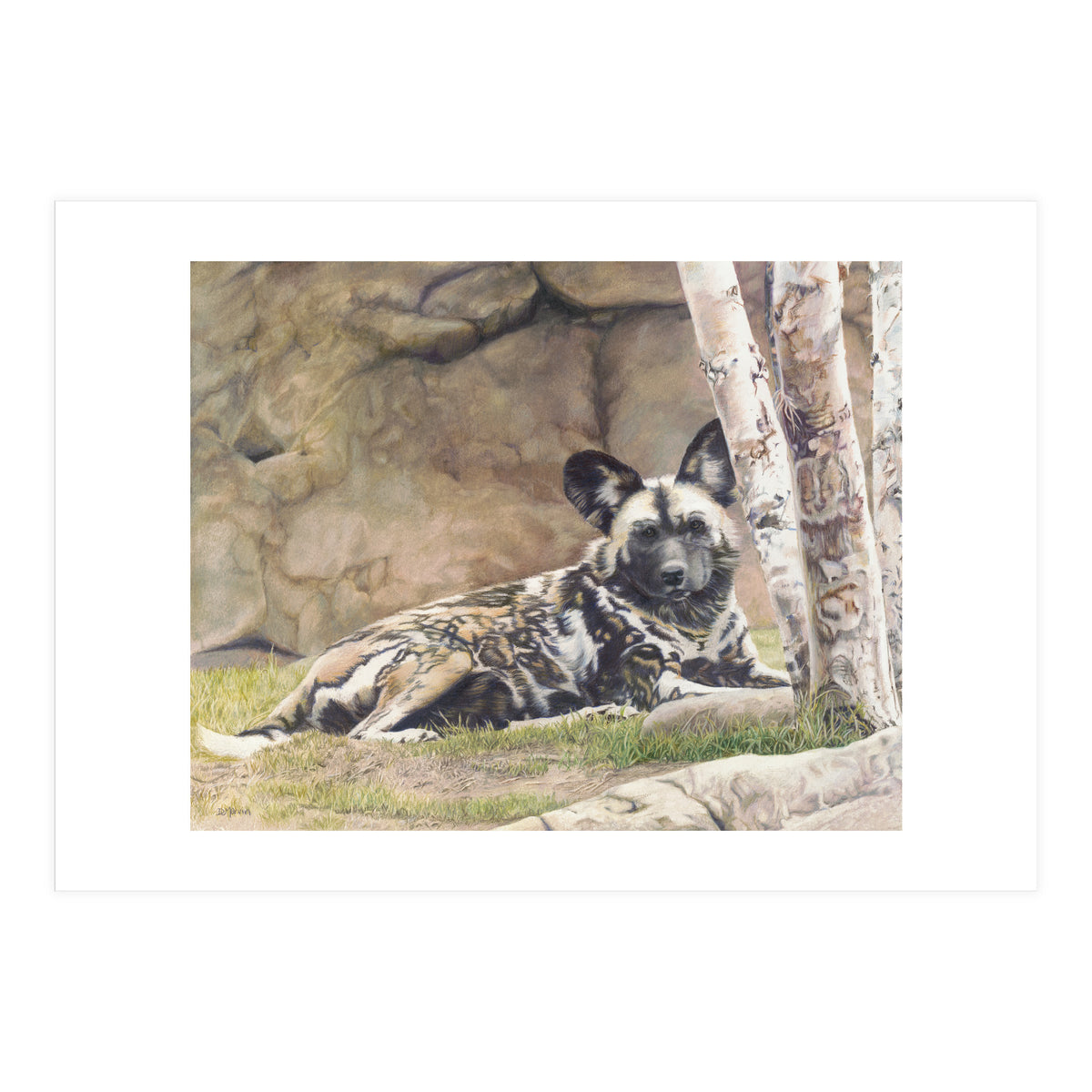 Afican Painted Dog IV - Imara (Print Only)