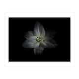 Backyard Flowers No 28 Color Version (Print Only) thumbnail