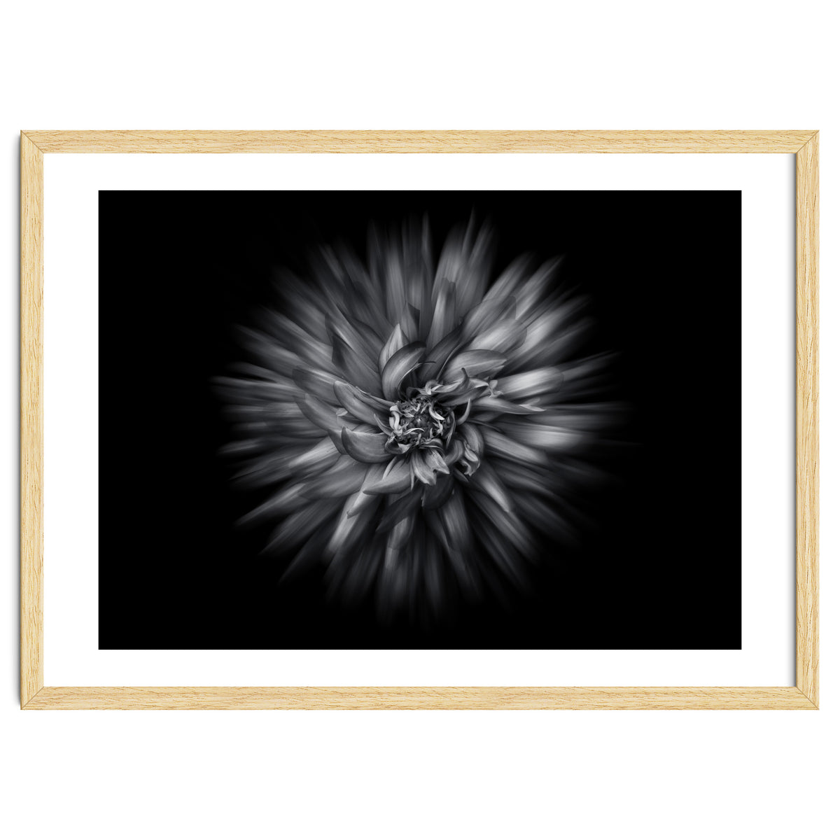 Backyard Flowers In Black And White 20 Flow Version