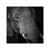 Elephant (Print Only) thumbnail