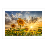 Lovely sunflowers in sunset (Print Only) thumbnail
