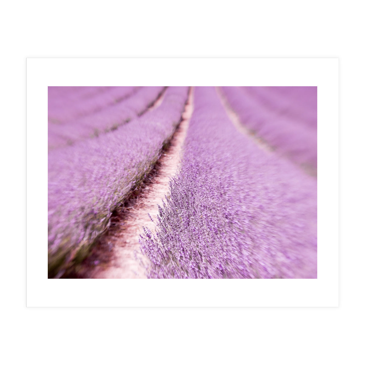 Lilac Love (Print Only)