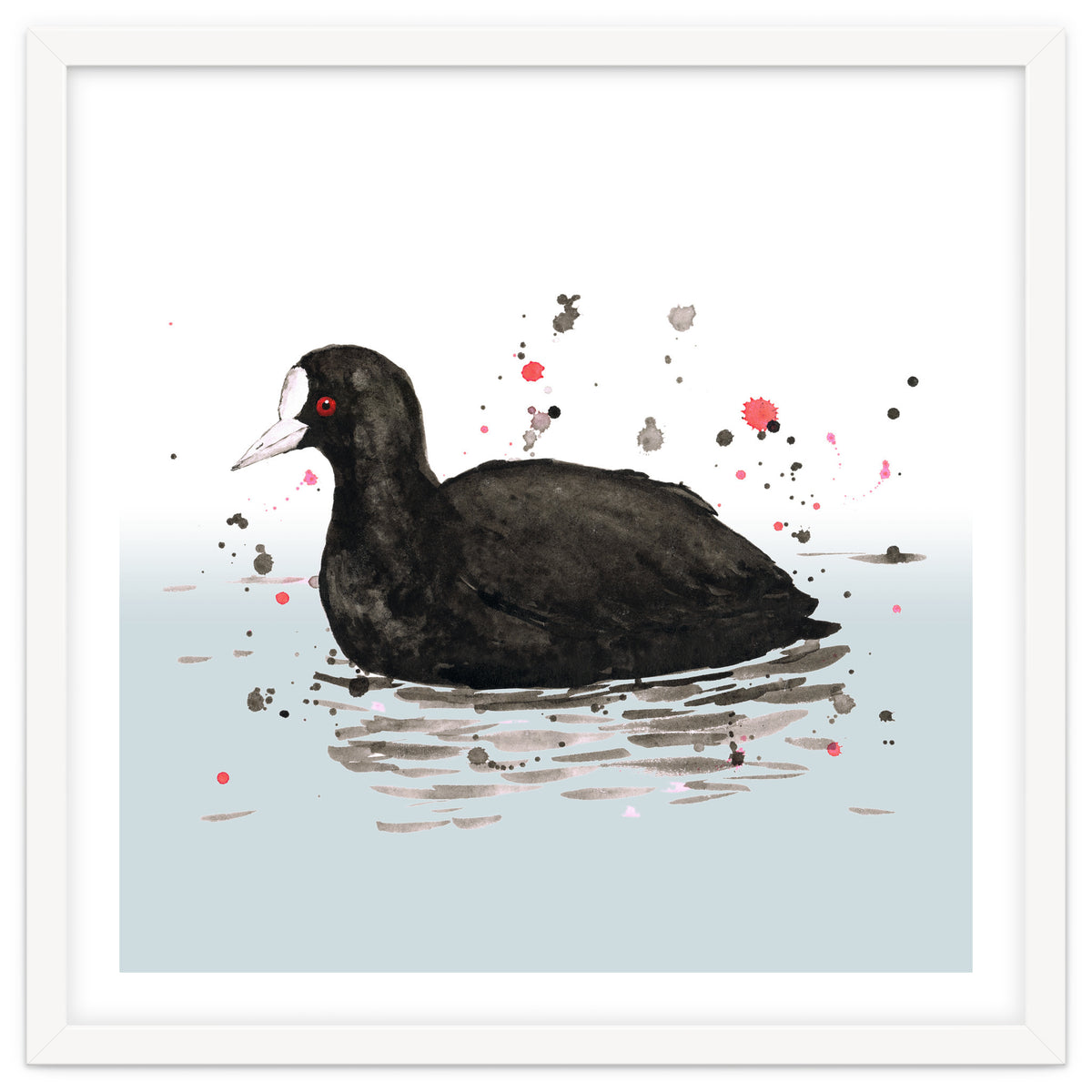 Common coot