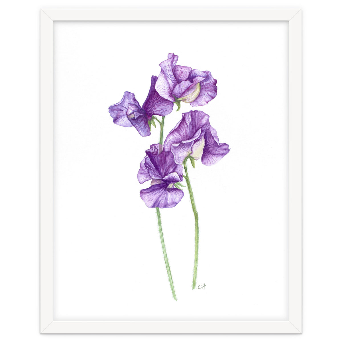 A Purple Posy Of Sweet Peas